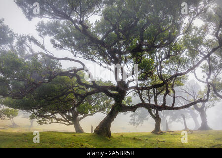 Ancient laurel forest in mountain mist, Fanal, Madeira. UNESCO World Heritage Site Stock Photo