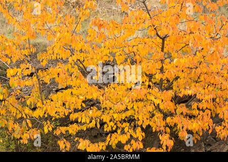 The fiery orange and red leaves of a wild cherry tree (Prunus Avium) in autumn in Lower Austria Stock Photo