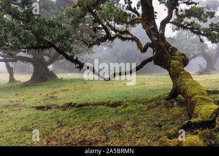 Ancient laurel forest in mountain mist, Fanal, Madeira. UNESCO World Heritage Site Stock Photo