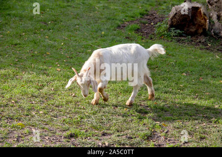 Portrait of a white german goat, latin Capra hircus Stock Photo