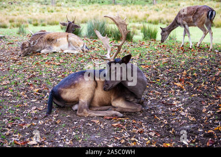 View of a fallow deer in the middle of his pack, Latin Dama dama Stock Photo