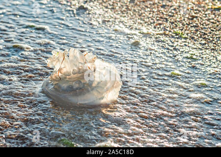 Beautiful purple jellyfish on the beach. The sand of the sea shore. Bright daylight. The jellyfish on the beach. Stock Photo