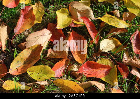 autumn landscape and fabulously colorful leaves Stock Photo