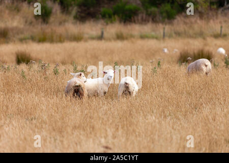 New Zealand sheep are standing in the middle of a field searching for something to eat. They are enjoying the last warm sunlight as the sun is about t Stock Photo