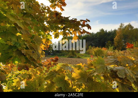 autumn landscape and fabulously colorful leaves Stock Photo