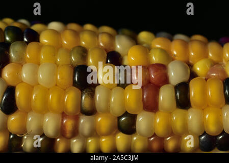 Closeup of a colorful fresh corncob with grains of different colors in autumn as a background Stock Photo