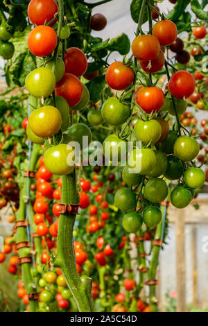 Image of fresh organic cherry tomatoes on tree Stock Photo