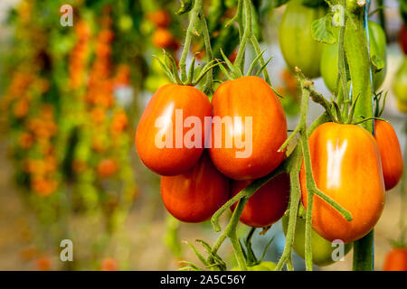Image of fresh organic cherry tomatoes on tree Stock Photo