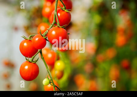 Image of fresh organic cherry tomatoes on tree Stock Photo