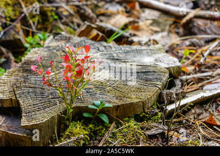beautiful forest view with blueberry leaves on the background of a tree stump Stock Photo