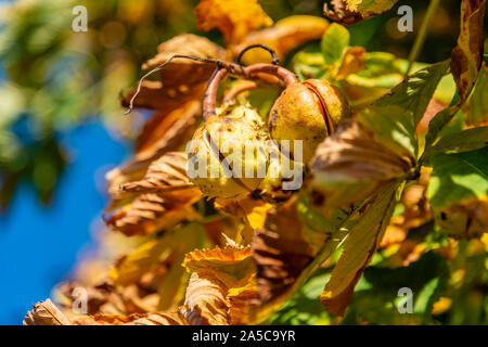 Chestnuts close -up, studio shut Stock Photo