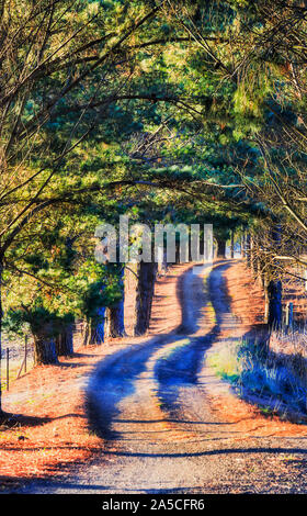 Pine trees forming green arch over unsealed road leading to a remote farm in AUstralian Kangaroo valley in soft morning sun light at winter. Stock Photo