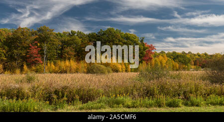 Beautiful color of autumn foliage in forest in New England, USA Stock Photo