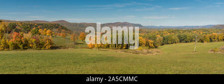 Three large oak tres in beautiful color of autumn foliage in front of forest in New England, USA Stock Photo