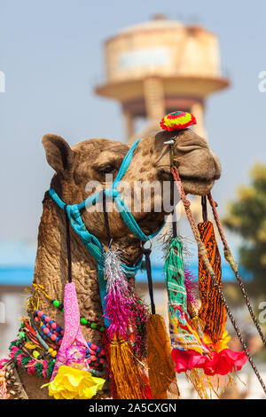 Camel Fair in the Pushkar Desert Stock Photo