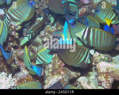 Sailfin Tang (Zebrasoma veliferum) in the Red Sea Stock Photo