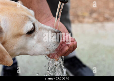 Cute Labrador retriever dog drinking water from owner hand/ Conceptual image of trust and friendship - Image Stock Photo
