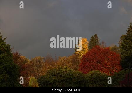 Fall colors from Bergen Stock Photo