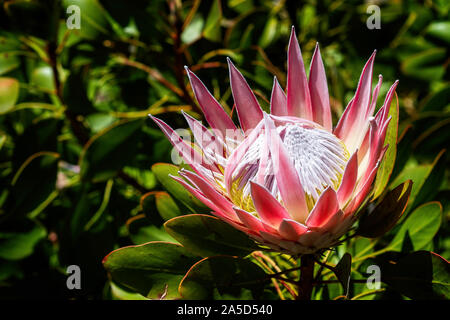 Close up  of exotic flower head - protea cynaroides Stock Photo