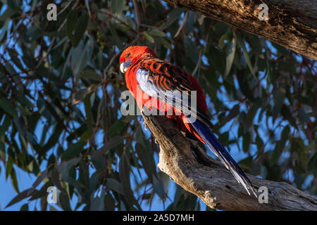 Crimson Rosella at Red Hill Nature Reserve, ACT, Australia on a spring morning in October 2019 Stock Photo