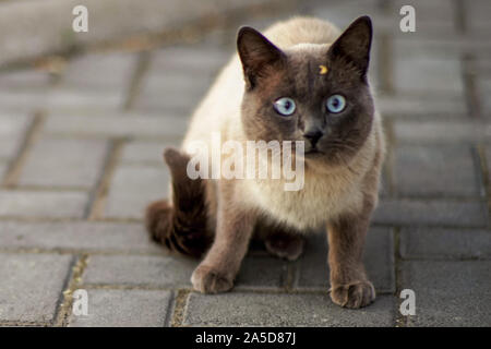 Siamese cat with funny face sitting on a tile in the yard. Stock Photo