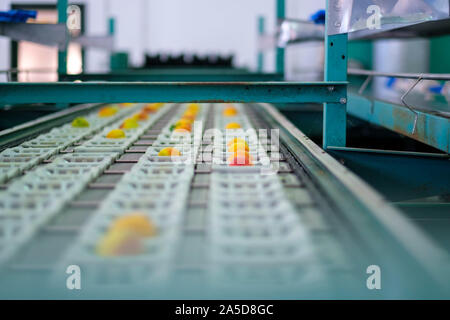 Automated fruit sorting and packaging industrial facility Stock Photo