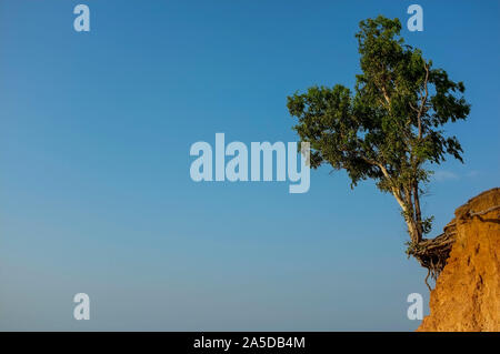 Tree on the edge of a cliff due to erosion, climate resilience Stock Photo