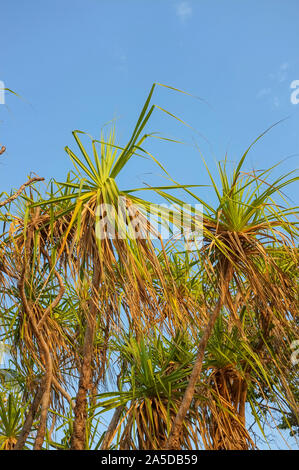 Pandanus trees in northern Australia. Stock Photo