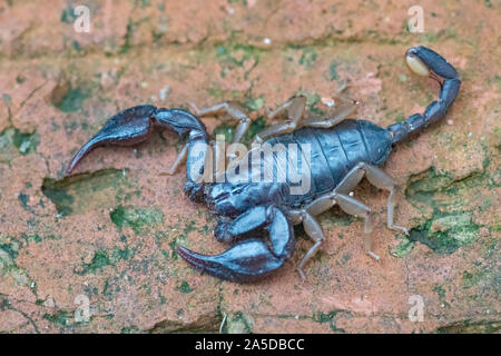 European yellow-tailed scorpion, Euscorpius flavicaudis, on brick wall ,Kent, September Stock Photo