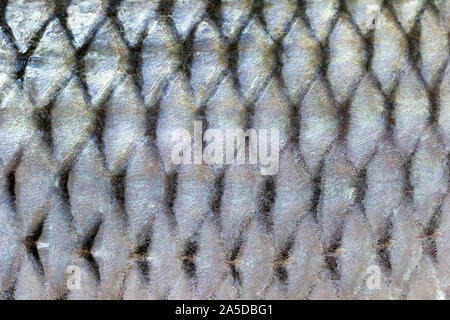 Fish scales texture. Closeup freshwater fish skin background. Stock Photo