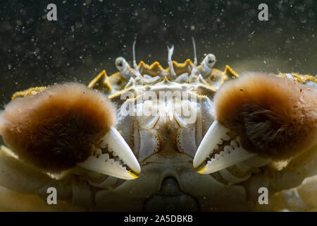 Chinese Mitten Crab, Eriocheir sinensis, Crab on the riverbed ,Captive ,Chester ,October Stock Photo