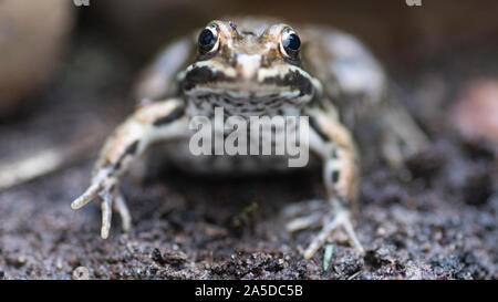 pool frog, Pelophylax lessonae, sat in mud, captive, staffordshire, september Stock Photo