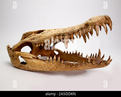 Crocodile skull  on white background . Crocodylidae . Stock Photo