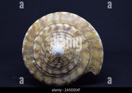 Large conch of Strombus Bobonius front view on black background. Natural seashell of prehistoric site Stock Photo