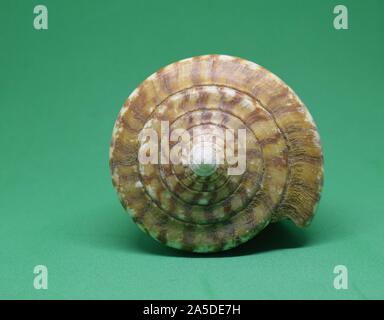 Large conch of Strombus Bobonius front view on green background. Natural seashell of prehistoric site Stock Photo