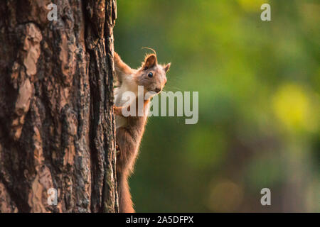 European red squirrel hanging on tree, clean green background, Czech republic, Europe Stock Photo