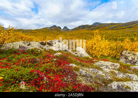 Autumn landscape with yellow leaves, red leaves on mountain bearberry, mountain in background, Stora sjöfallets national park, Laponia, Swedish Laplan Stock Photo