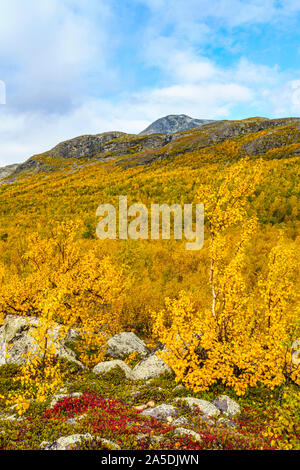 Autumn landscape with yellow leaves, red leaves on mountain bearberry, mountain in background, Stora sjöfallets national park, Laponia, Swedish Laplan Stock Photo