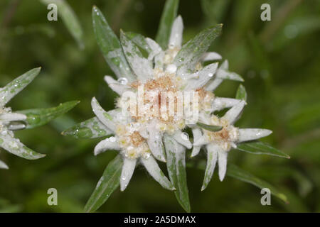 Edelweiss, Leontopodium is a genus of plants in the family Asteraceae Stock Photo