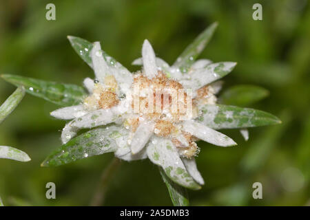 Edelweiss, Leontopodium is a genus of plants in the family Asteraceae Stock Photo