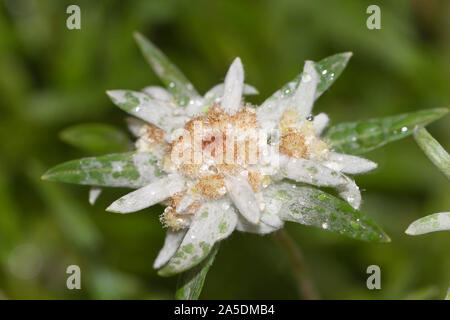 Edelweiss, Leontopodium is a genus of plants in the family Asteraceae Stock Photo