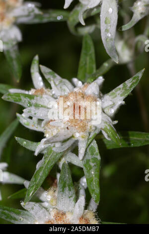 Edelweiss, Leontopodium is a genus of plants in the family Asteraceae Stock Photo