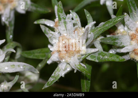 Edelweiss, Leontopodium is a genus of plants in the family Asteraceae Stock Photo