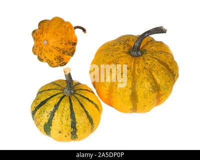 Three yellow decorative pumpkins isolated on white Stock Photo