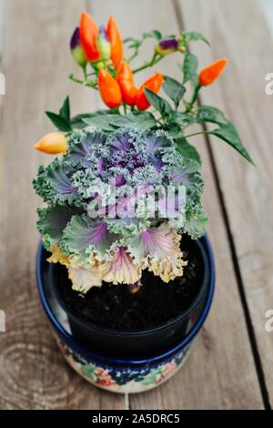 autumn decorations - decorative cabbage and mini colorful peppers in a bowl made of ceramics (pottery ) from Boleslawiec Stock Photo