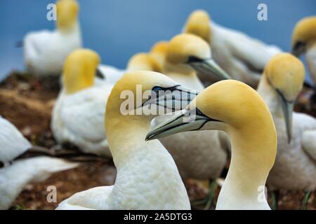 colony of northern garnet on the red Rock - Heligoland island Stock Photo