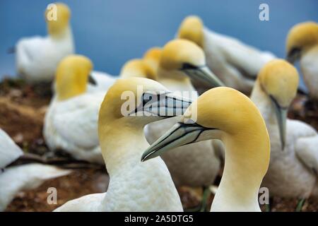 colony of northern garnet on the red Rock - Heligoland island Stock Photo