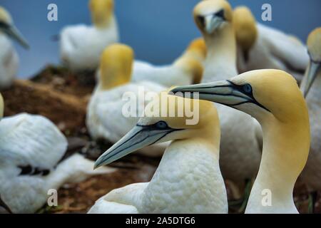 colony of northern garnet on the red Rock - Heligoland island Stock Photo