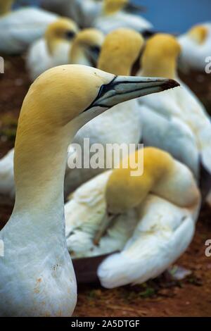 colony of northern garnet on the red Rock - Heligoland island Stock Photo