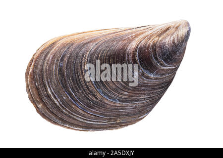 Mussel shell isolated on white background, top view Stock Photo